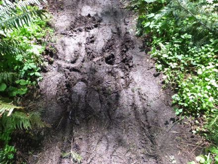 Natural surface trail that is muddy from rain - tracks from power wheelchair and footprints